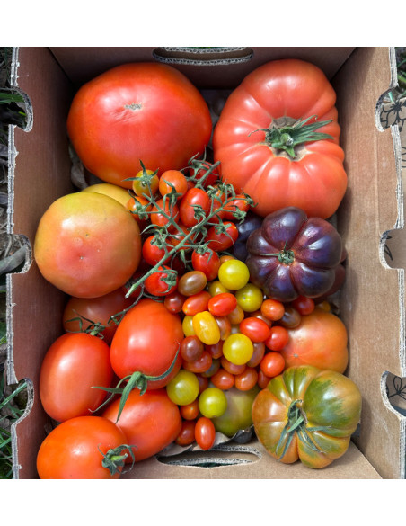 Comprar Pack Tomates variados de Temporada Online | Tomates Premium | Tropitop