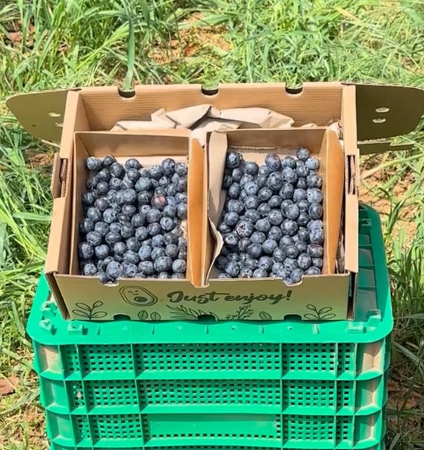 Acheter des myrtilles en ligne chez Tropitop | Directement du champ à votre table