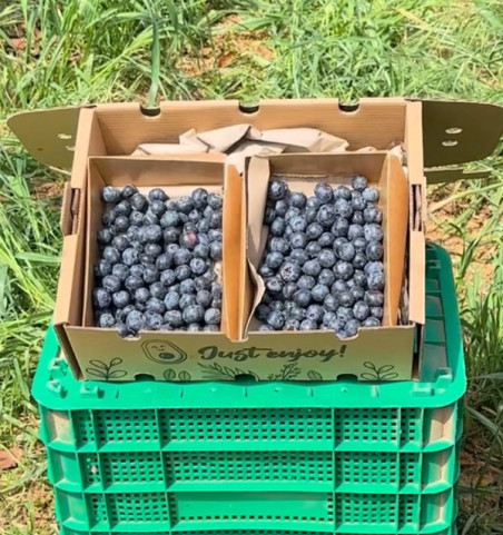 Acheter des myrtilles en ligne chez Tropitop | Directement du champ à votre table