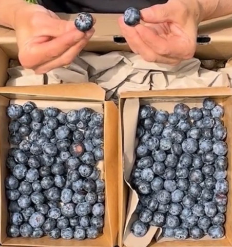 Blaubeeren online kaufen bei Tropitop | Direkt vom Feld auf deinen Tisch
