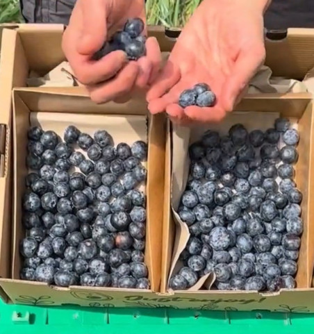 Acheter des myrtilles en ligne chez Tropitop | Directement du champ à votre table