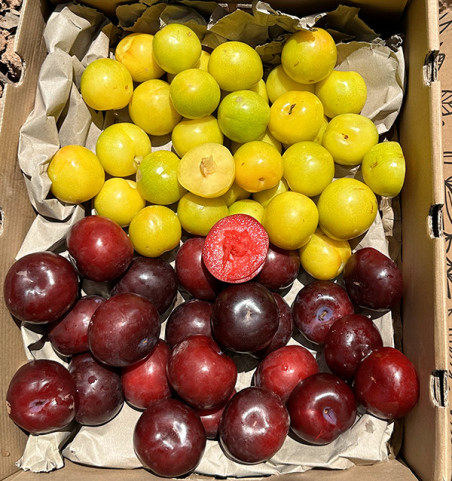 Yellow and Black Plum Pack | Buy Plums Online