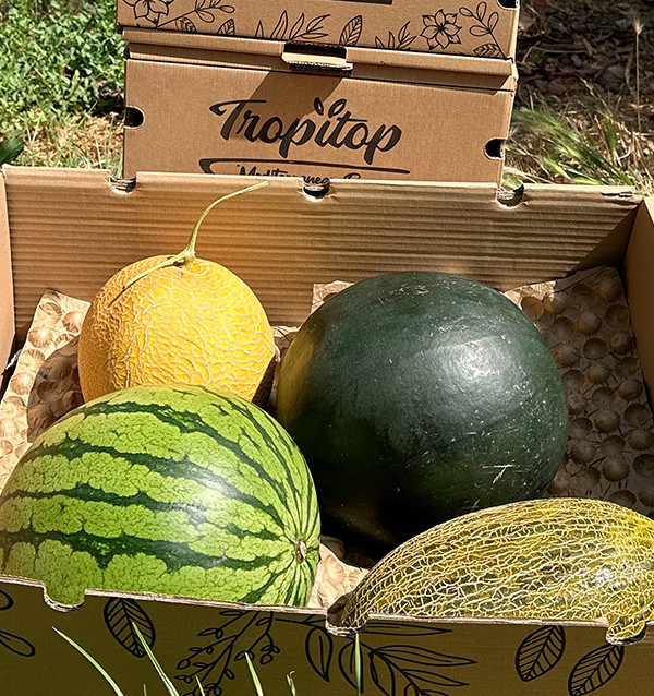 Paket Wassermelonen und Melonen | Sommerfrüchte online kaufen