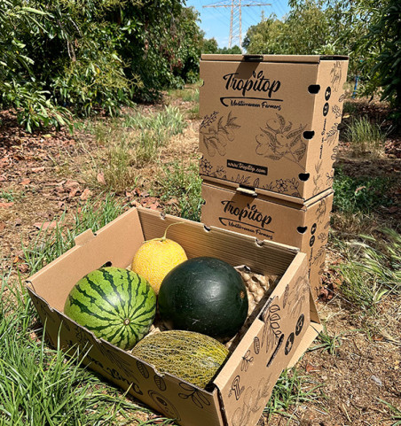 Paket Wassermelonen und Melonen | Sommerfrüchte online kaufen