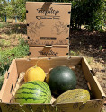 Pack Pastèques et Melons