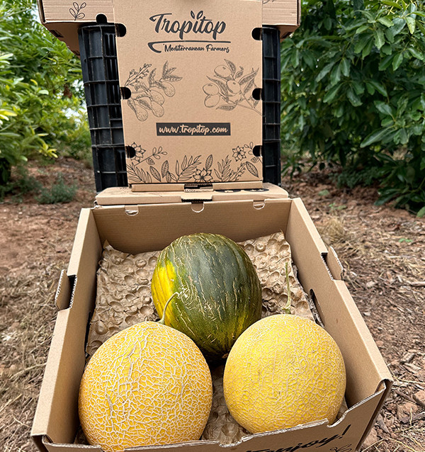 Melon Pack | Buy toad skin melon and galia melon online