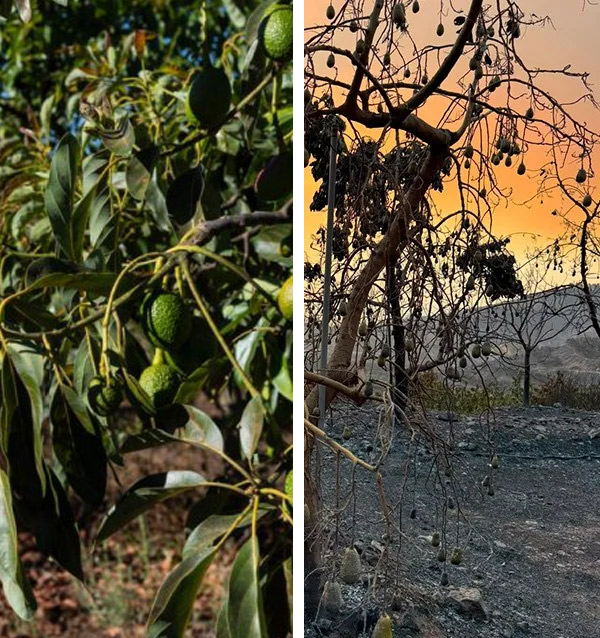 Apadrina un árbol de aguacate de piel rugosa