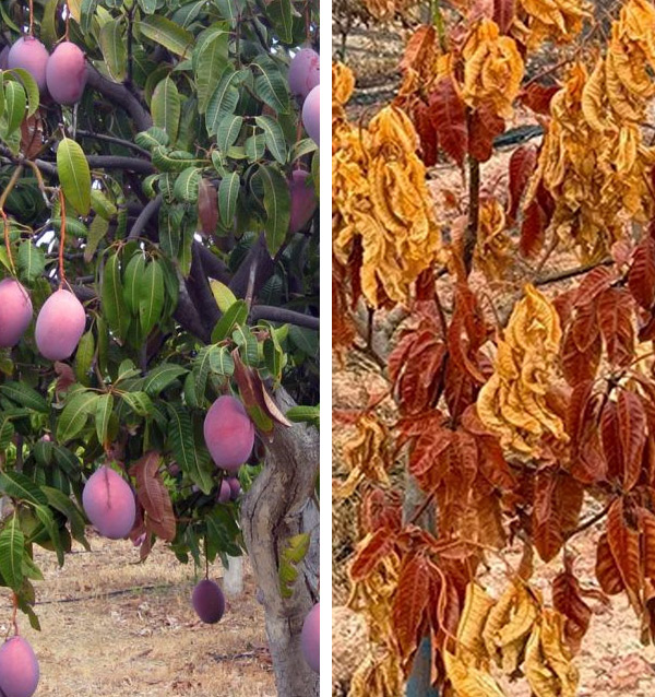 Apadrina un árbol de mango
