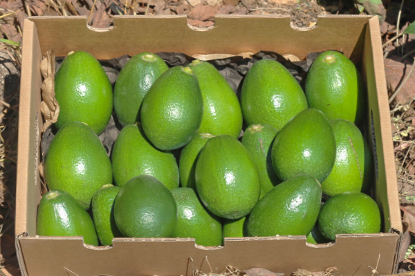 Comprar Aguacate piel lisa