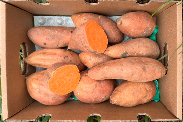 Comprar Batata