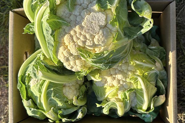 Comprar Couve-flor