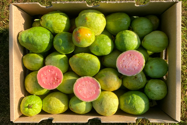 Comprar Guayaba