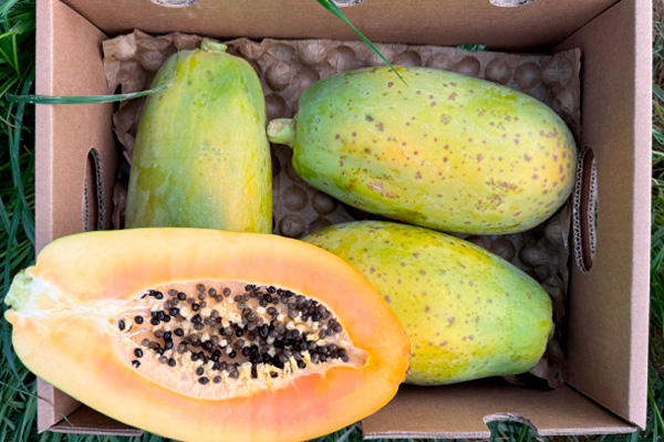 Comprar Papaya