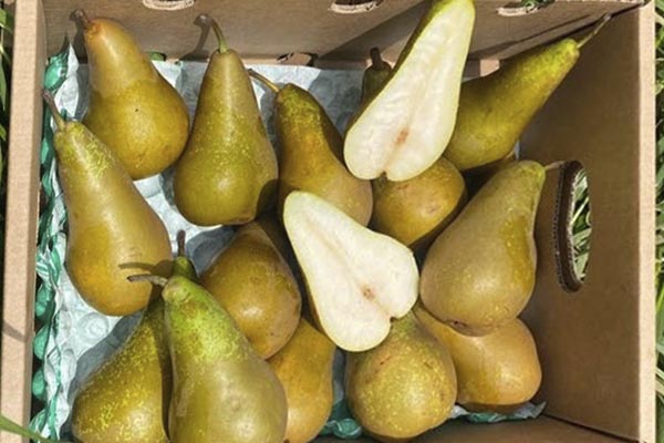 Comprar Peras