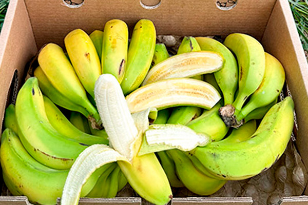 Comprar Plátano de Canarias
