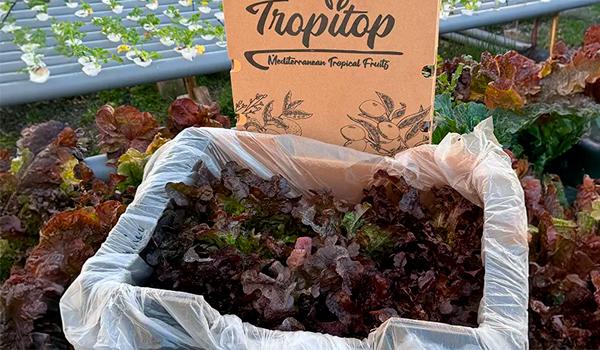 Verduras sostenibles Tropitop
