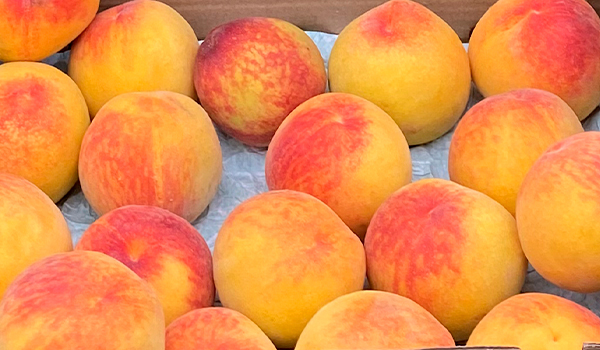 Tropitop peach farmers