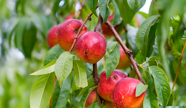 Tropitop nectarine farmers