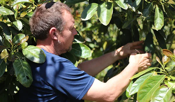 Agricultores de kiwis y aguacates Tropitop