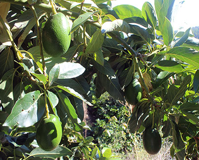 Aguacate piel lisa en árbol