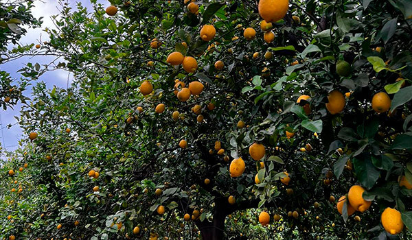 campo-limones.jpg