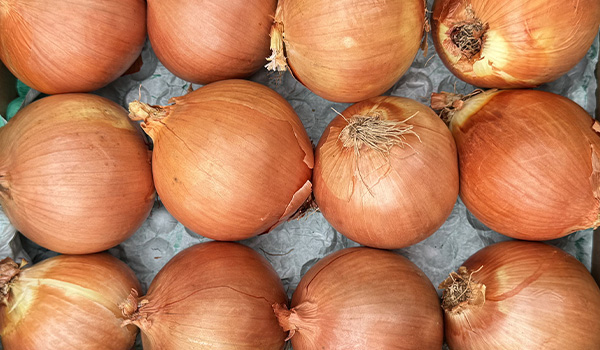 Cebola Seca Branca