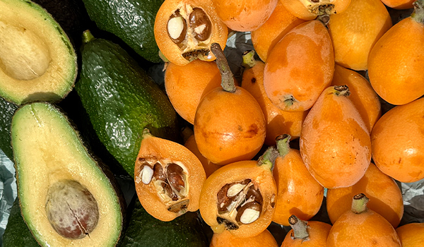 Origen de nísperos y aguacates