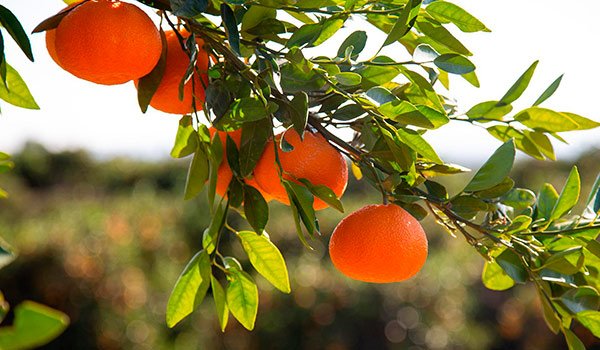 mandarinas