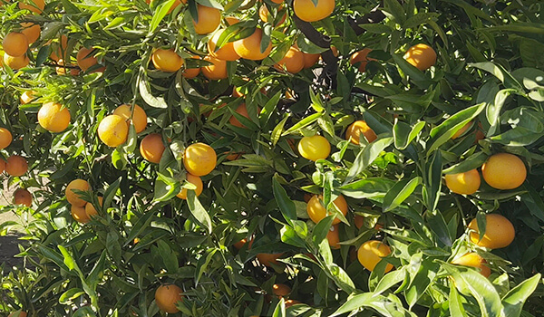 Mandarinas