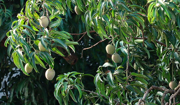Mango