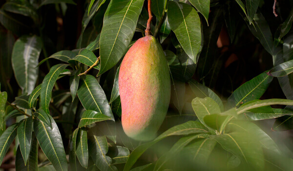 mangue
