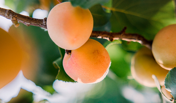 Yellow peach farm in the Valencian Community