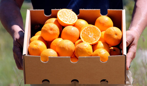 naranjas-ficha.jpg