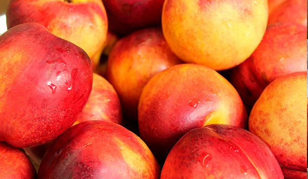 Nectarine farm in the Valencian Community