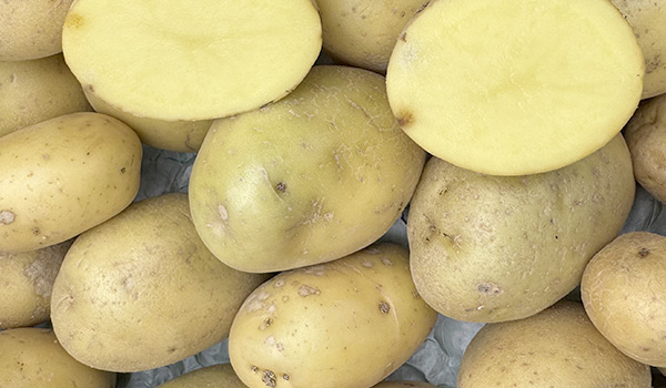 Batata branca nova