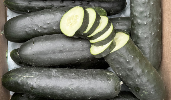 Pepino curto