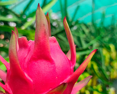 pitahaya en plantación