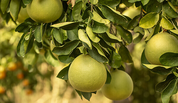 pomelo