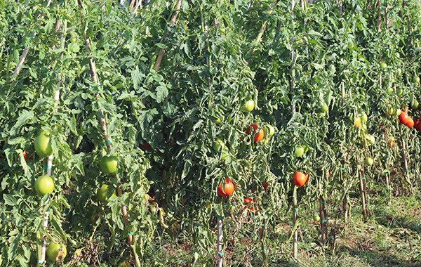Plantações de tomate