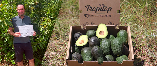 Apadrina un árbol de aguacate