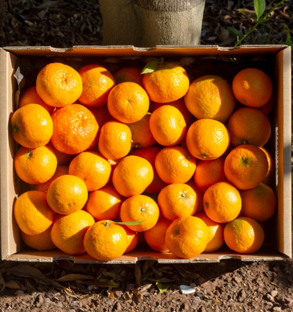 Hochwertige Clementinen | Jetzt Mandarinen Online Kaufen