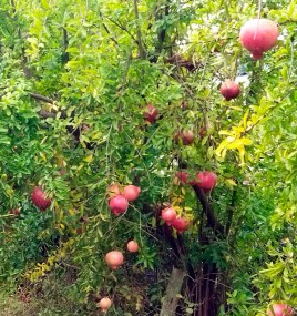 Pomegranates