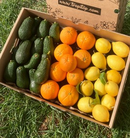 avocat citron tomate oignon forme économiseur réutilisable fruits et légumes  boîte de rangement porte-gardien pour réfrigérateur