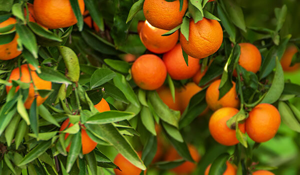 Mandarinas Clementinas