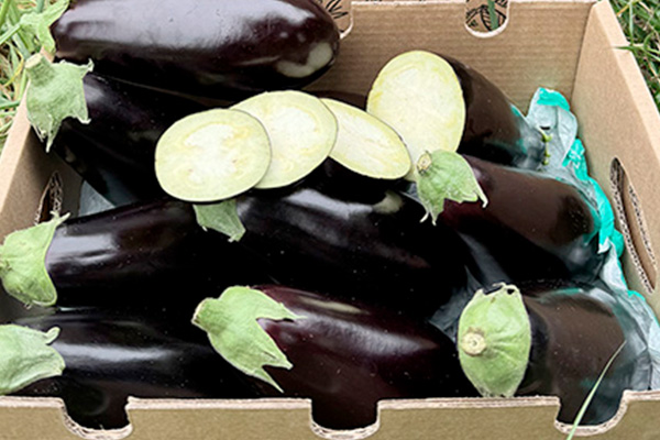 Schwarze Aubergine kaufen