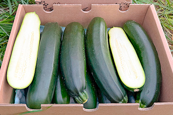 Schwarze Zucchini kaufen