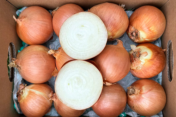 Weiße Trockene Zwiebel kaufen