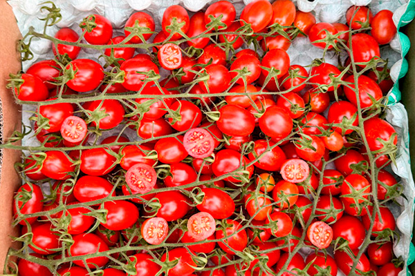 Cherry-Tomaten am Stiel kaufen