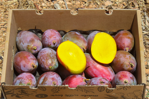 Mango kaufen