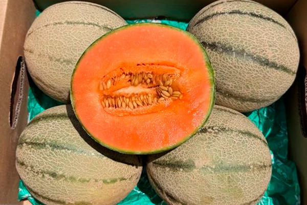 Cantaloupe-Melone kaufen